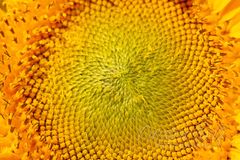 Blumenwiese_08