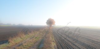 Feldweg mit Herbstbaum 1