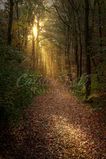Waldweg 1