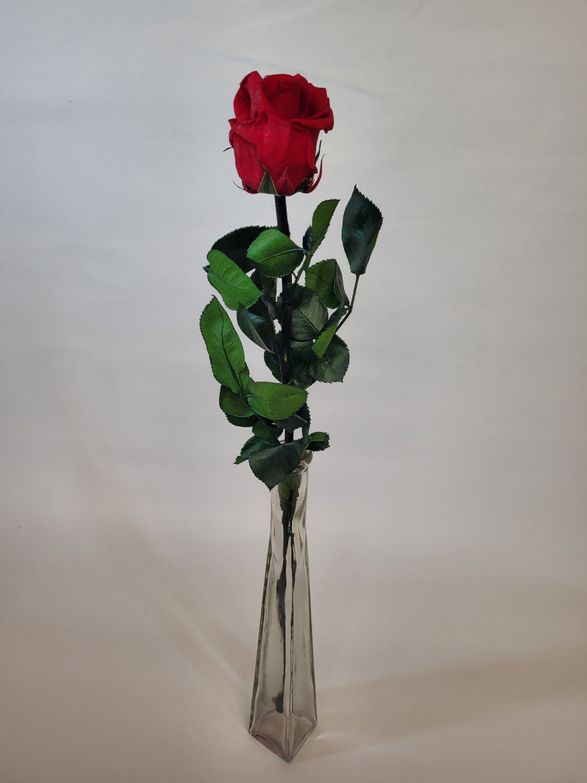 Roses éternelles