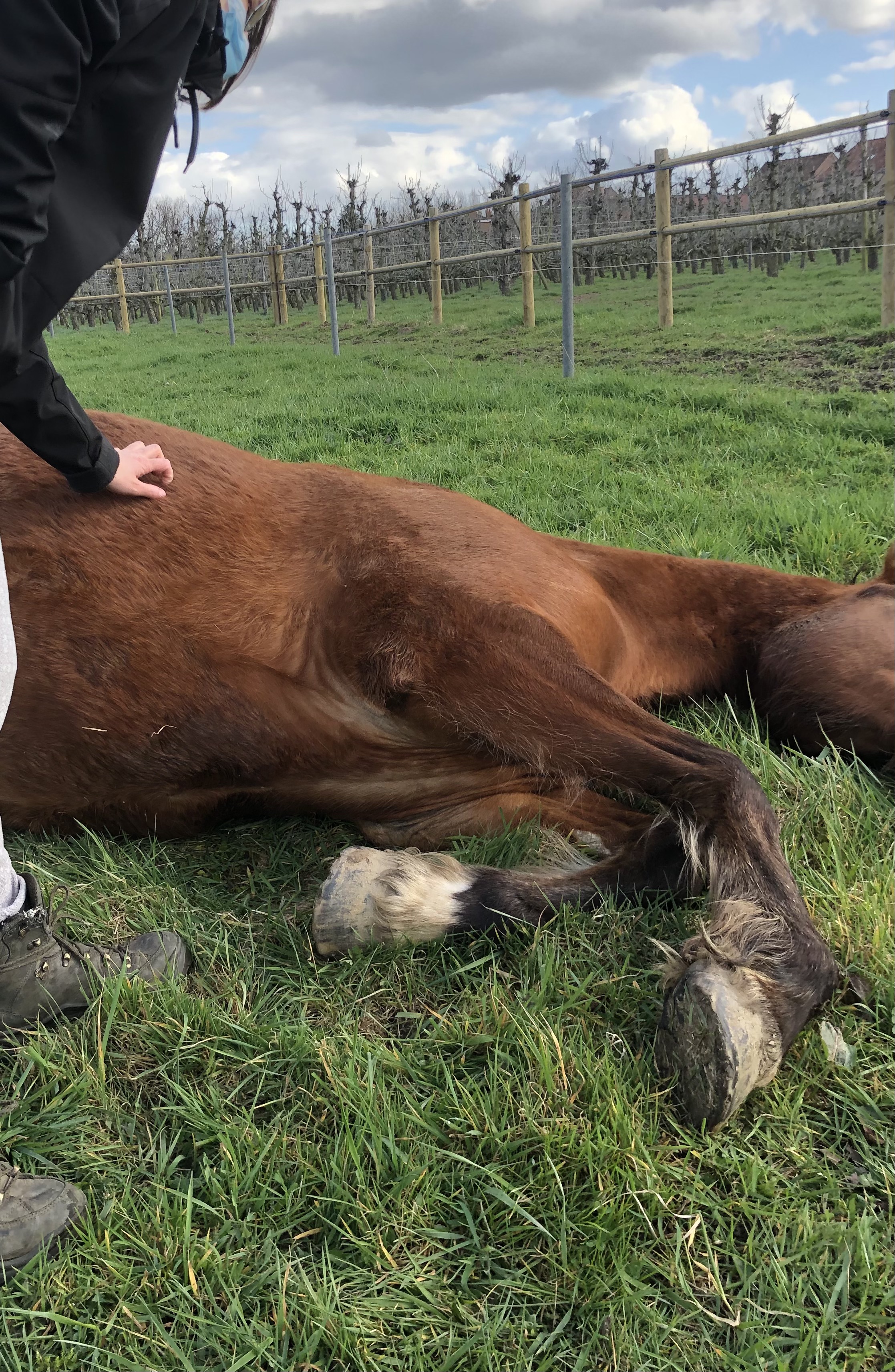 Paard legt zich neer en slaapt tijdens coachsessie