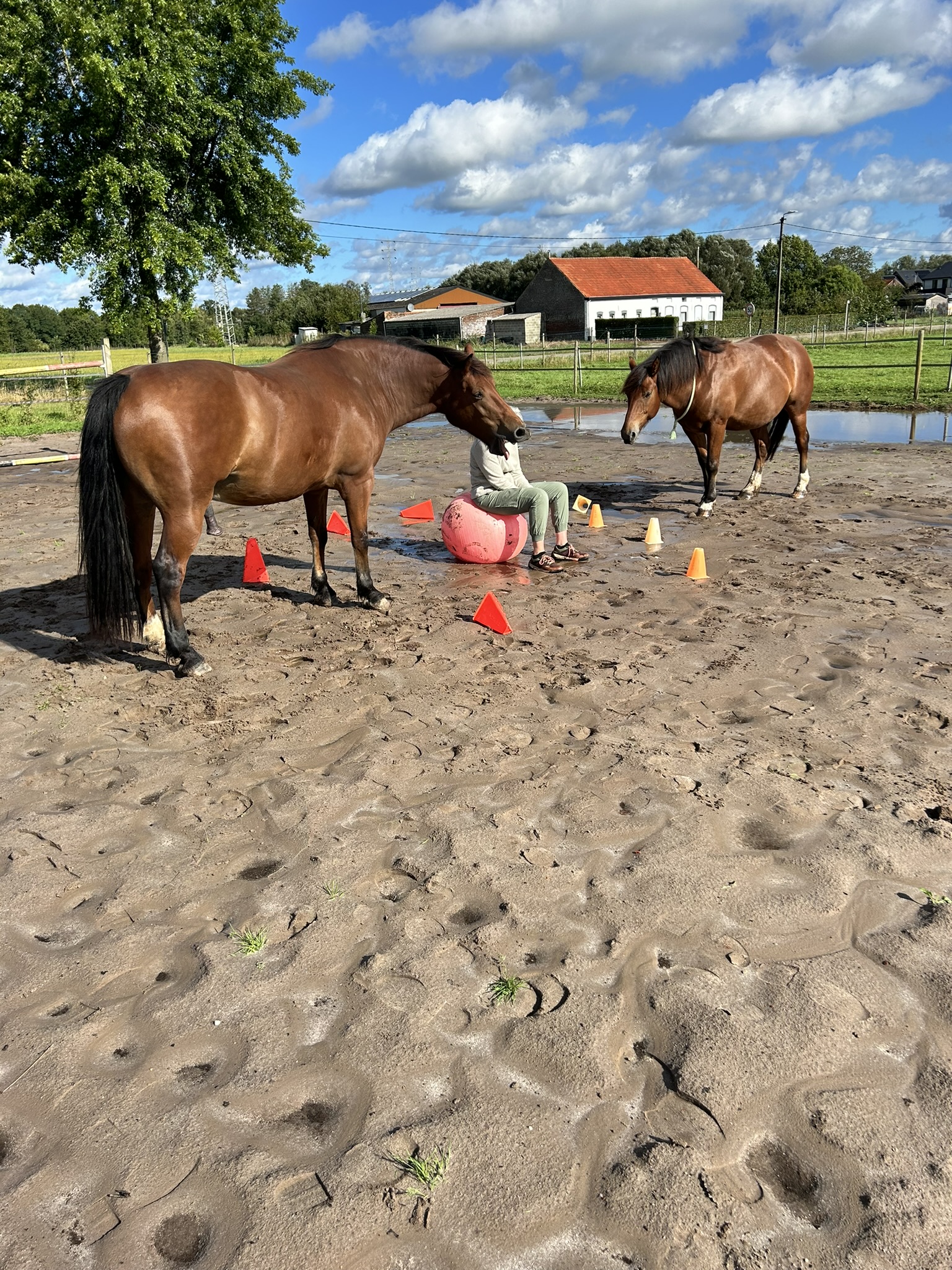 Paarden respecteren grenzen.