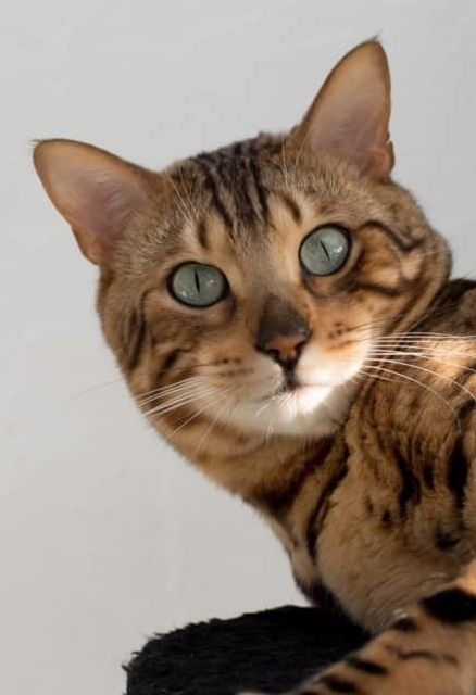 Mascotte cadillacbengal