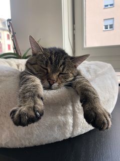 unser Hauskater Bepo