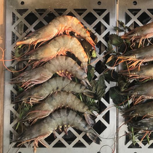 Calicamp gambas