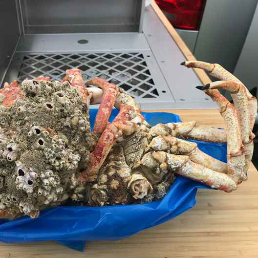 Calicamp king crab