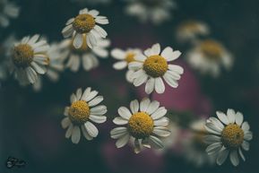 Magical nature (86 van 99)