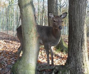 Le parc à gibier