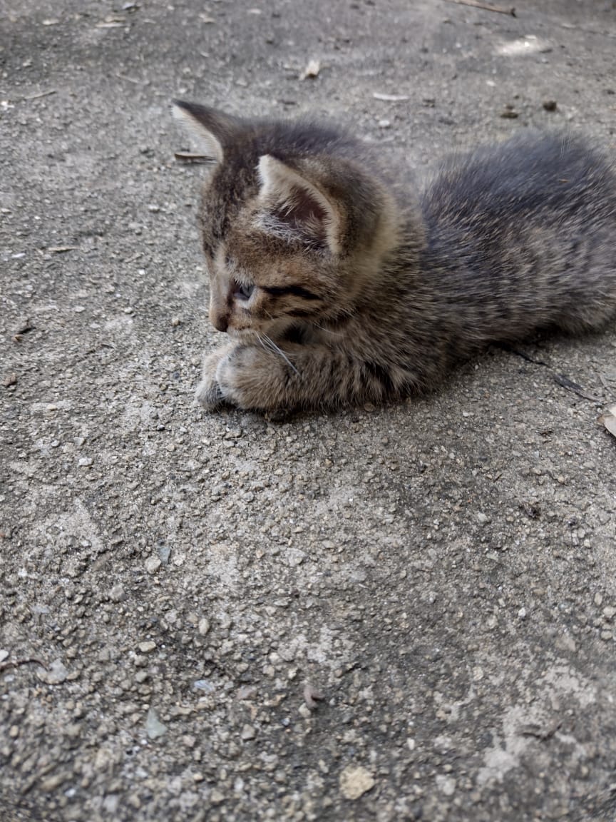 Baby Katze