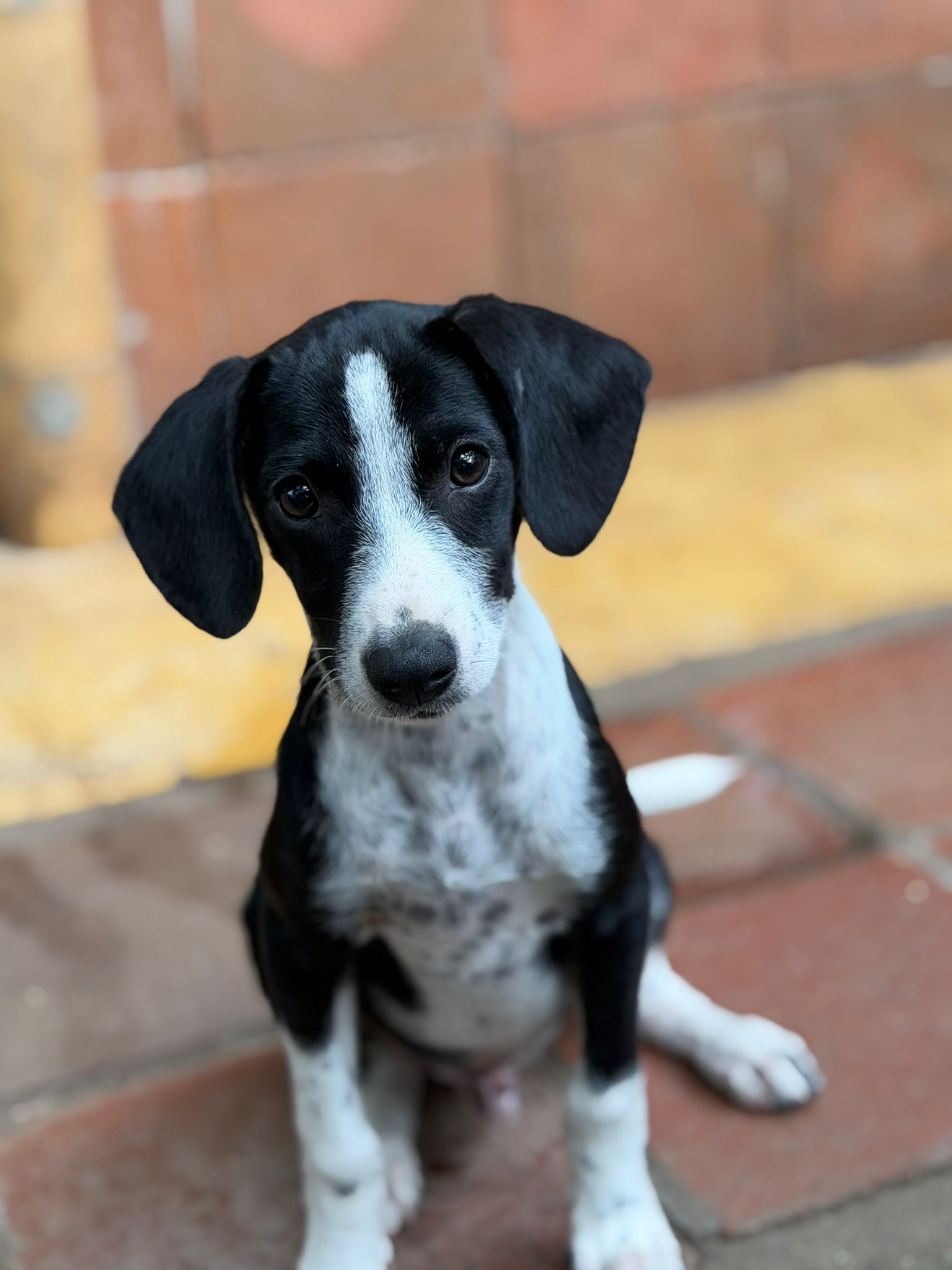 those puppy eyes