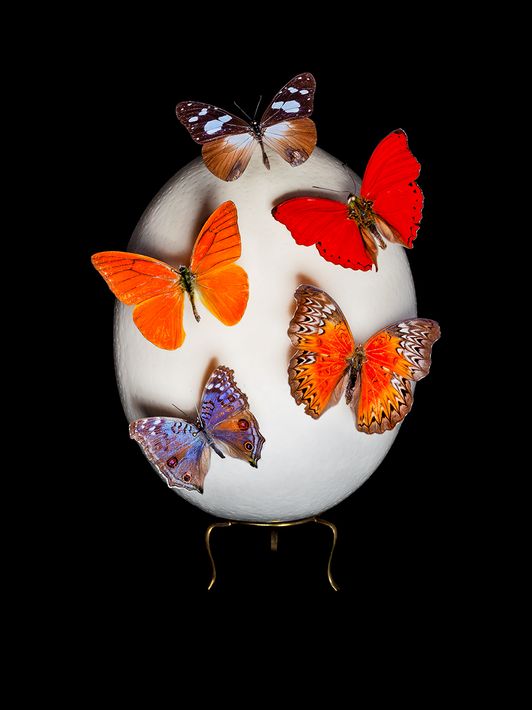 Cara-Louwman-Egg-Curiosities-2