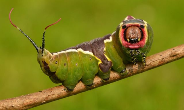 Hello, hallo, pardon... I´m here!