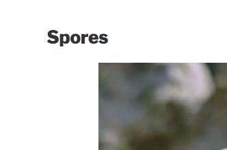 Plants with no seeds use spores. Look at those rare balls, they are spores.