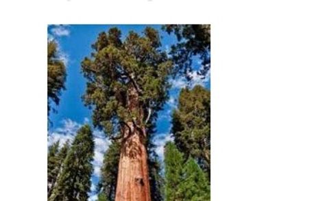 Plants with seed but no flowers have CONES: