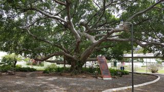 UWI Courtyard