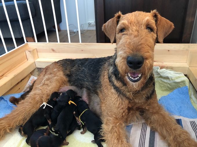 Valper født 17.07.19 - Suzy med sine 7 vidunder ❤️