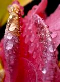 Camelia shades in rain