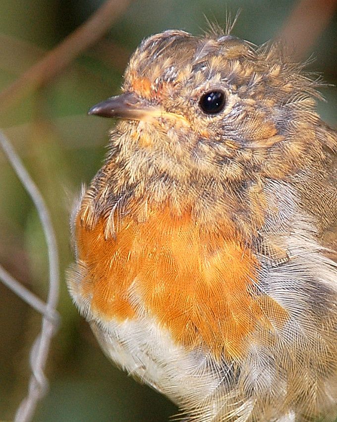 Let's Hear it for our National Bird!