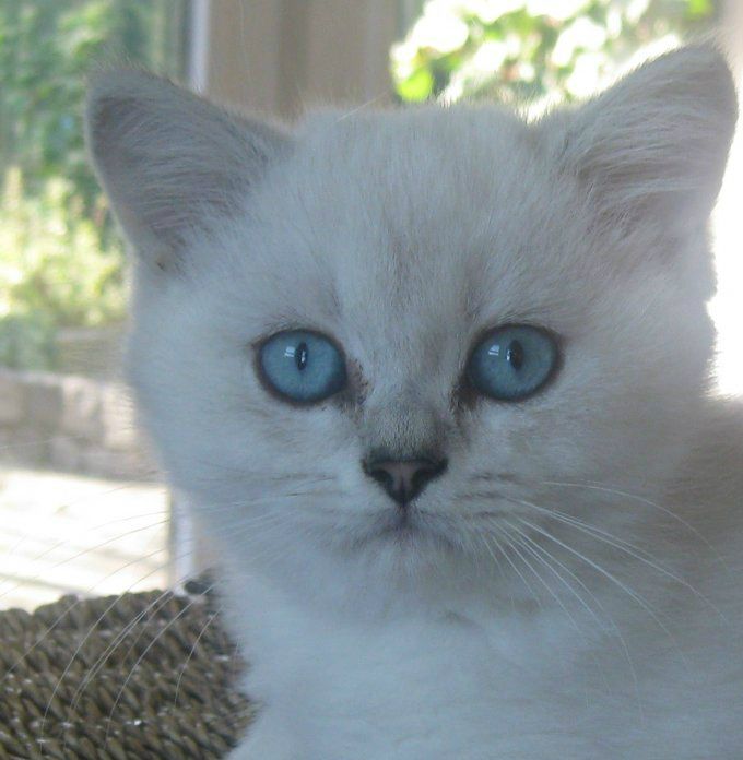 The Fleeting Moment's Guusje
Seal silver shaded point
(uit de combinatie: Dior x Booster)