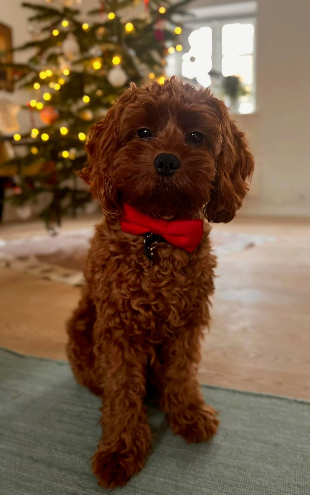 Cavapoo Hvalpe