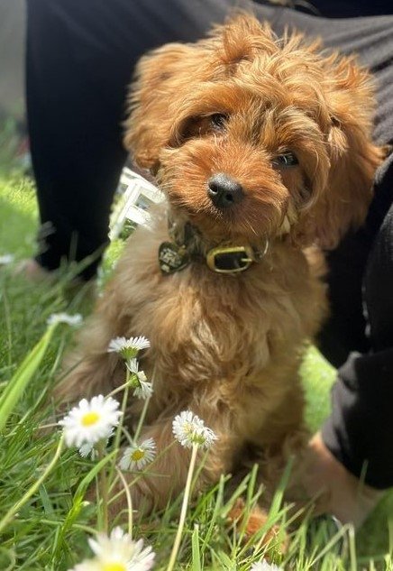 Cavapoo Hvalpe
