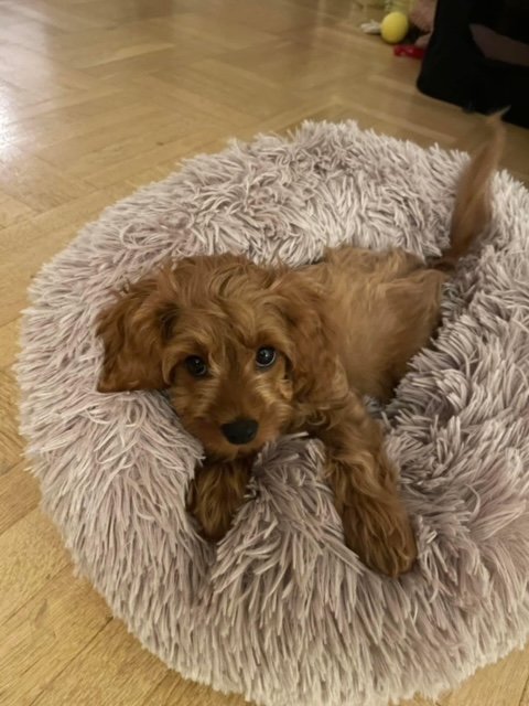 Cavapoo Hvalpe