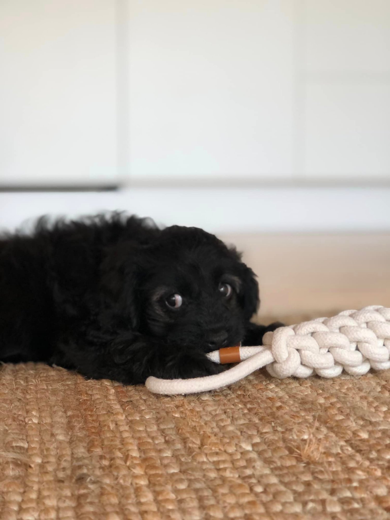 Cavapoo Hvalpe
