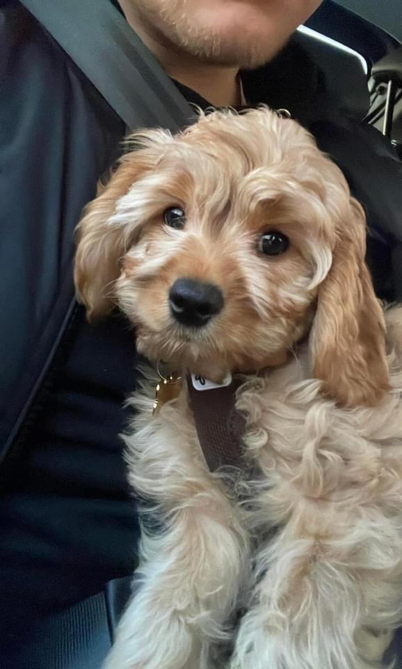 Cavapoo Hvalpe
