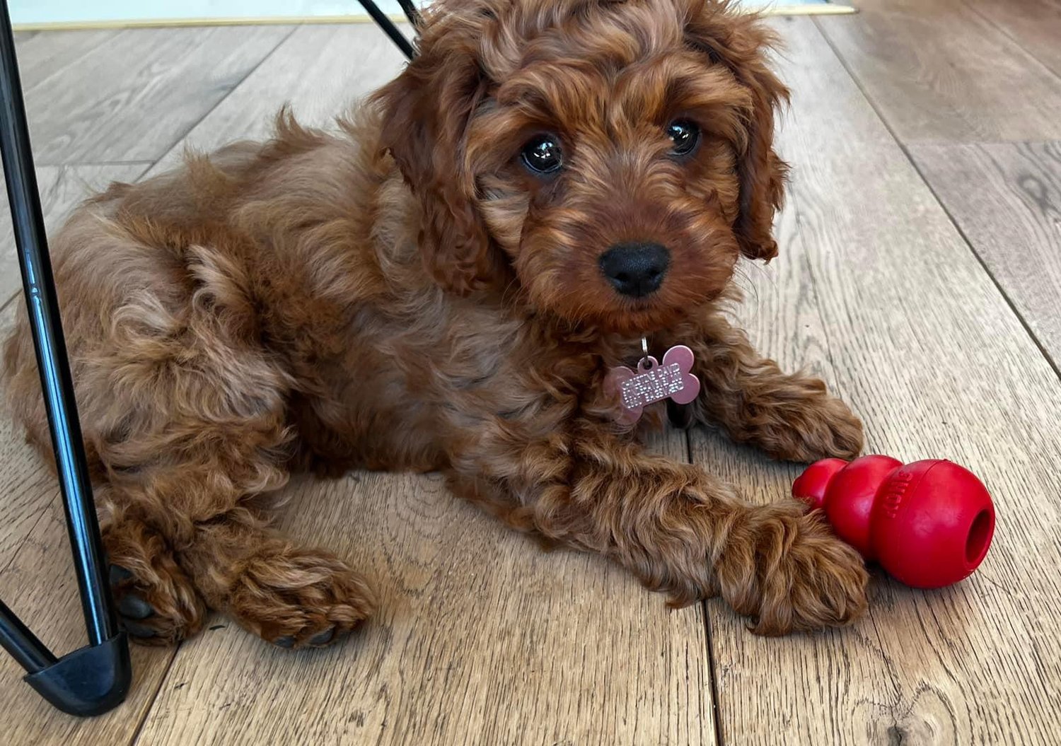 Cavapoo Hvalpe