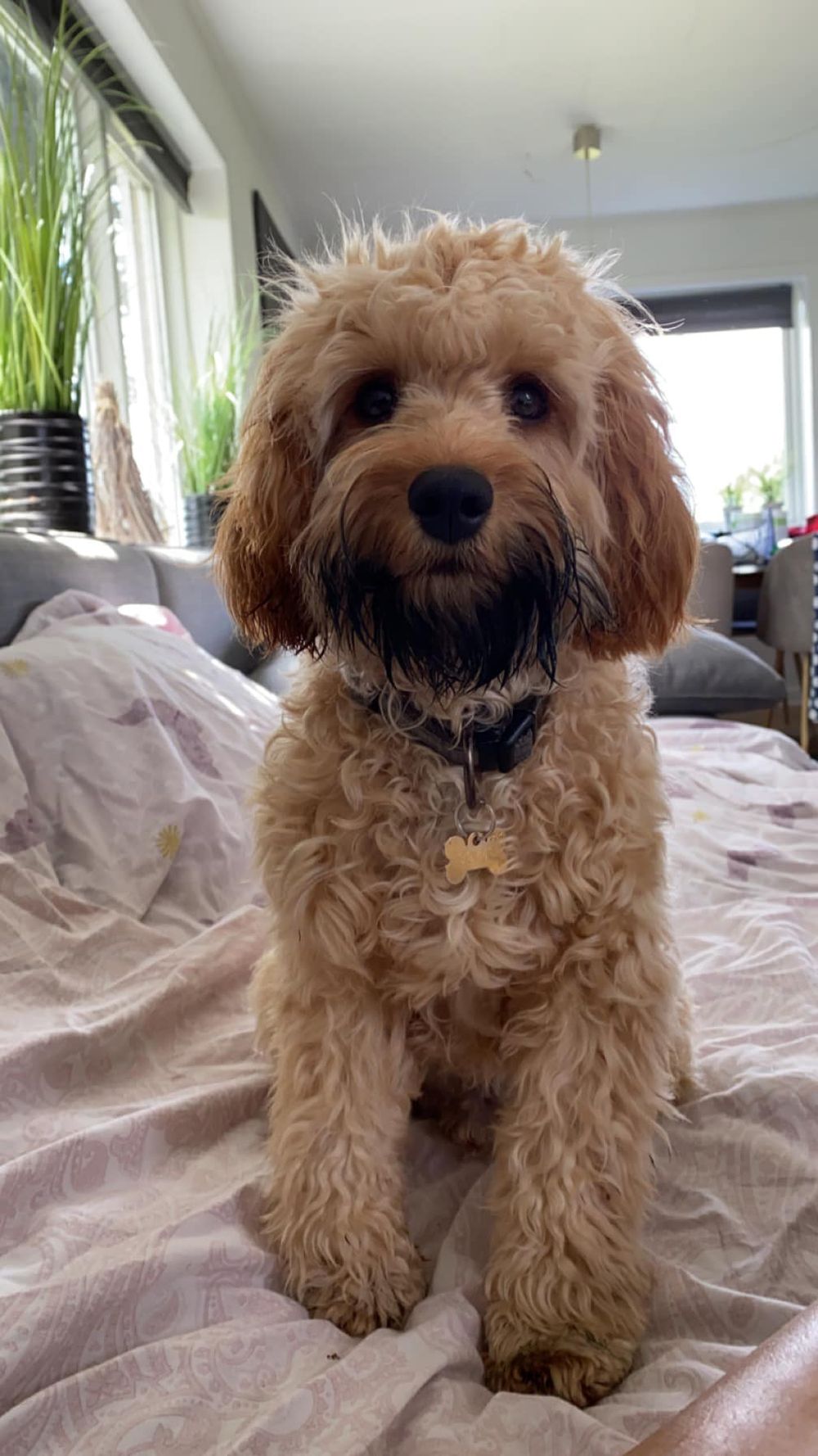 Cavapoo Hvalpe