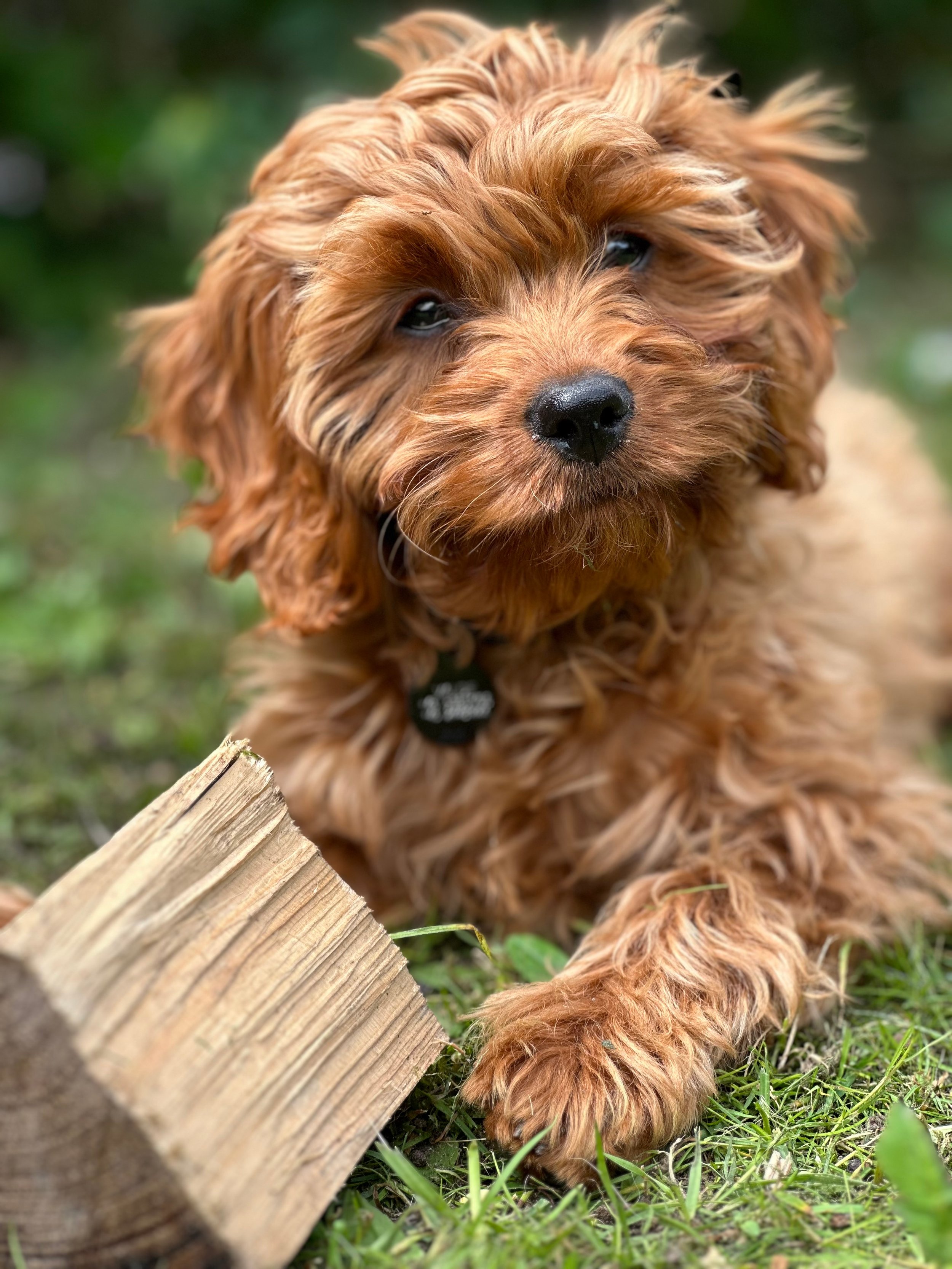 Cavapoo Hvalpe
