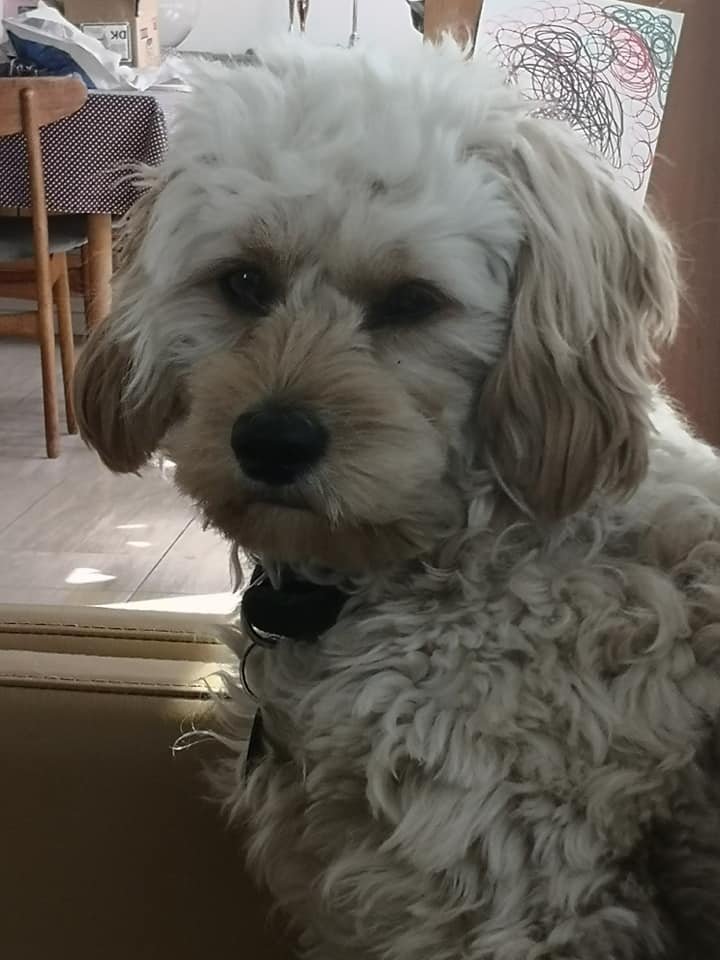 Cavapoo Hvalpe