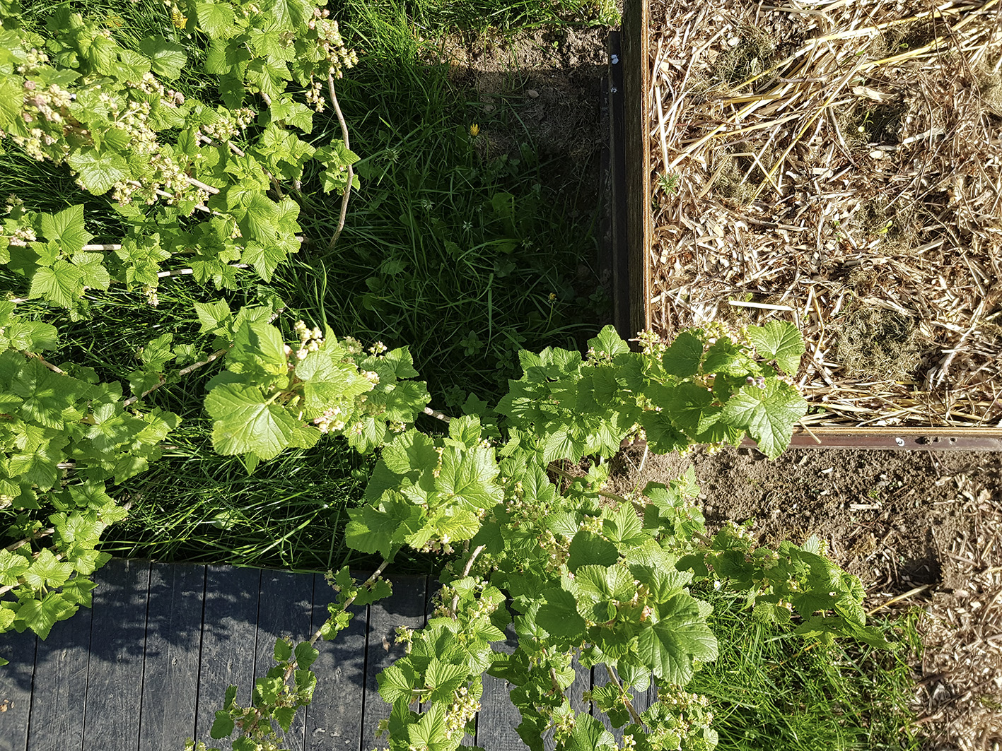 récolte légumes herbes arômes