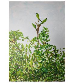 Reines du ciel