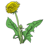 ss4_unit_3_dandelion