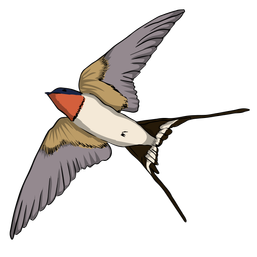 ss4_unit_8_Swallow