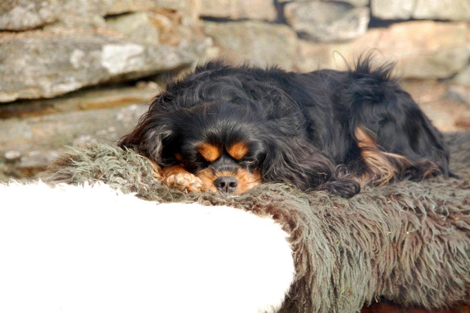 Liljeskogens Fabolous Fairyrose