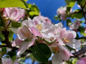 appelbloesem