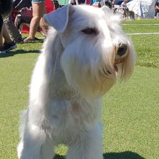 Victor