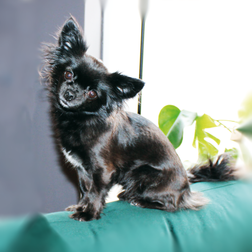 Ronja