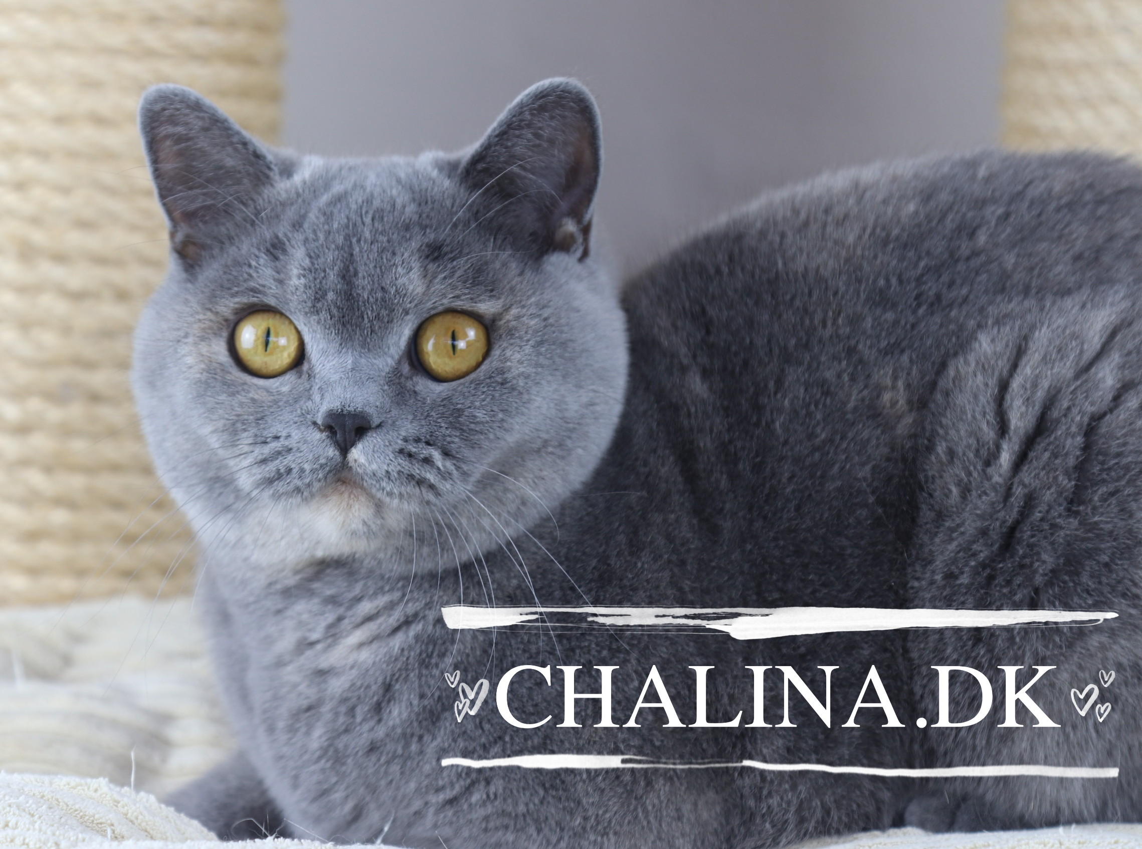 DK Chalina's Fluer, British Shorthair, Blåtortie