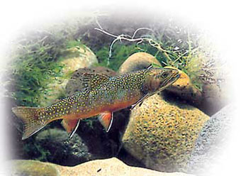 C'est un poisson magnifique : sa robe est de couleur vert-bleuté que viennent ponctuer des taches rouges et bleues. D'autres taches vermiculées jaunes pâles ornent la partie supérieure de ses flancs, deux bandes rouges plus ou moins claires agrémentent son ventre et de magnifiques liserés blancs crèmes viennent se placer sur le bord antérieur des nageoires pelviennes, pectorales et anale.
 Le saumon de fontaine à une tête très trapue et une 
 bouche très largement fendue, surtout chez les mâles, elle arrive bien au delà du bord postérieur de l'oeil.
 Ces nageoires sont bien développées, c'est un puissant
 lutteur. 
 Il s'agit essentiellement d'une espèce de pisciculture,
 sa longévité est de 3 à 5 ans et la maturité des
 géniteurs est donc précoce.
 Il se reproduit sur des zones de graviers, dans des eaux
 vives. 
 La ponte a lieu entre octobre et janvier. 