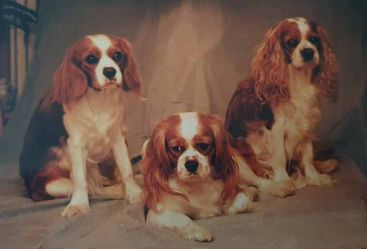 3 Generationer Lady Fatima Dessy