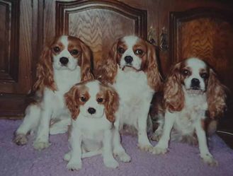 4 Generationer Lucy Cindy Chapelina Tanja