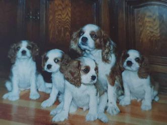 Lucy 1987 Andra kullen (Lady)