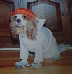 Perro 1989