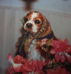 Lady