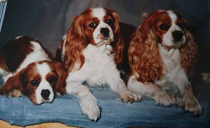 3 Generationer Lady Fatima Dessy
