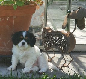 iza 200403v821