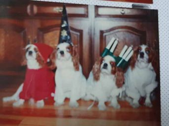 lucia 1991